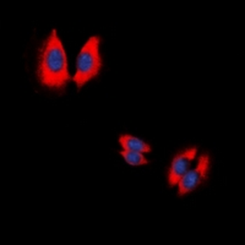XDH Rabbit Monoclonal Antibody