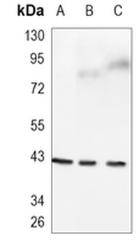 CCR9 Rabbit Monoclonal Antibody