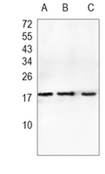 MYL9 Rabbit Monoclonal Antibody