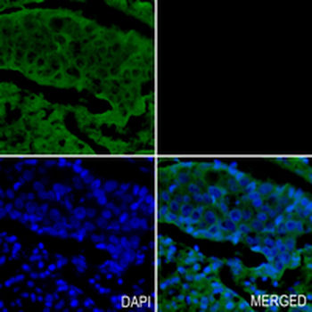 RhoA Rabbit Monoclonal Antibody