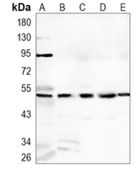 SMAD3 Rabbit Monoclonal Antibody
