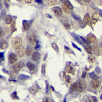 SMAD3 Rabbit Monoclonal Antibody