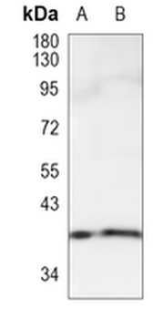 ATG3 Rabbit Monoclonal Antibody