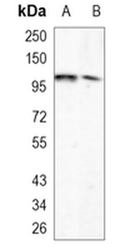 ARHGAP26 Rabbit Monoclonal Antibody