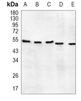 PTEN Rabbit Monoclonal Antibody