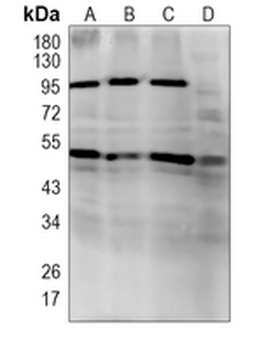 TP-1 Rabbit Monoclonal Antibody