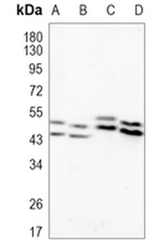 NeuN Rabbit Monoclonal Antibody