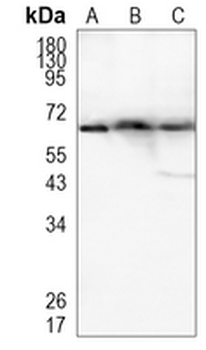 FUS Rabbit Monoclonal Antibody
