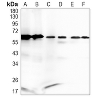 USP39 Rabbit Monoclonal Antibody