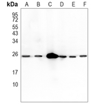 INMT Rabbit Monoclonal Antibody