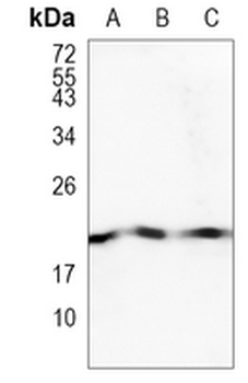 Cofilin Rabbit Monoclonal Antibody