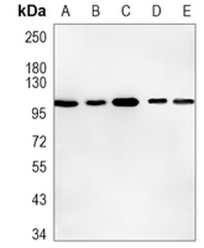 ACTL8 Rabbit Monoclonal Antibody