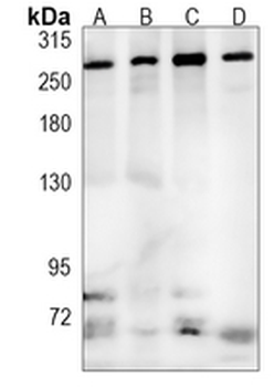 PRPF8 Rabbit Monoclonal Antibody