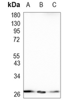 TFIIF RAP 30 Rabbit Monoclonal Antibody