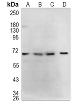 GABRA5 Rabbit Monoclonal Antibody