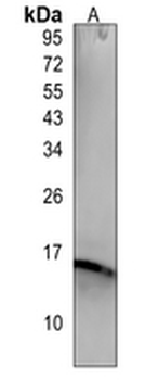 PIN4 Rabbit Monoclonal Antibody
