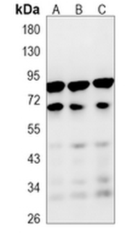ASH2L Rabbit Monoclonal Antibody