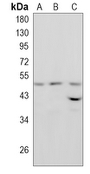 PIST Rabbit Monoclonal Antibody