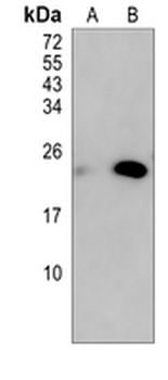 HBEGF Rabbit Monoclonal Antibody