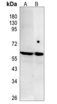 BAF57 Rabbit Monoclonal Antibody