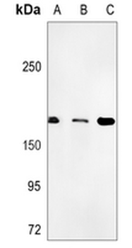 BAF155 Rabbit Monoclonal Antibody