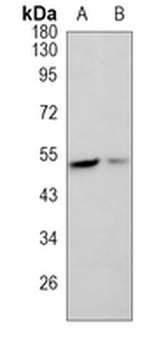 MLKL Rabbit Monoclonal Antibody