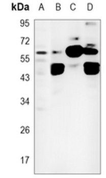 Occludin Rabbit Monoclonal Antibody