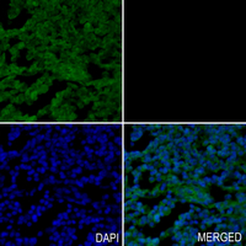SHH Rabbit Monoclonal Antibody