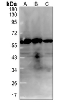 MAdCAM-1 Rabbit Monoclonal Antibody