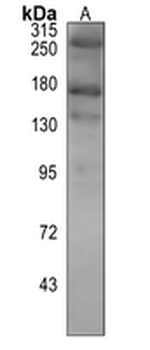 ACC alpha/beta Rabbit Monoclonal Antibody