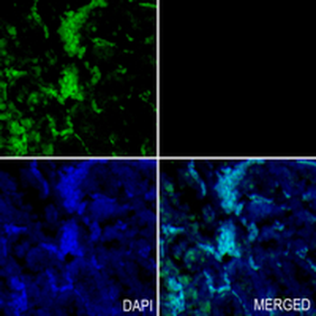Cyclophilin D Rabbit Monoclonal Antibody