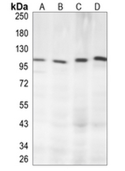 PDE4B Rabbit Monoclonal Antibody