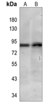 TLE1 Rabbit Monoclonal Antibody