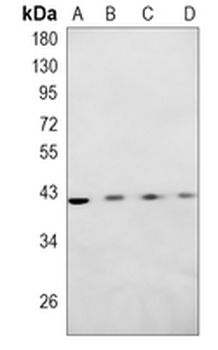 ESE-1 Rabbit Monoclonal Antibody