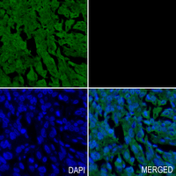ESE-1 Rabbit Monoclonal Antibody