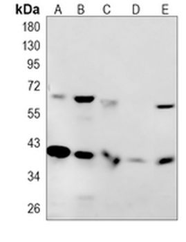 DCAF7 Rabbit Monoclonal Antibody
