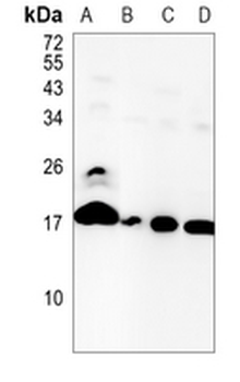 Destrin Rabbit Monoclonal Antibody