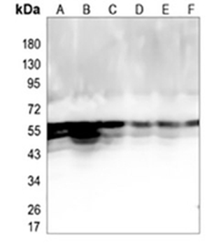 NAP1L1 Rabbit Monoclonal Antibody