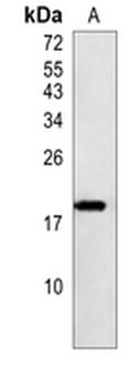 EIF1AX Rabbit Monoclonal Antibody