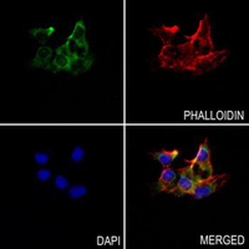 EIF1AX Rabbit Monoclonal Antibody