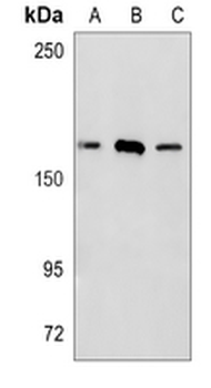BAG6 Rabbit Monoclonal Antibody