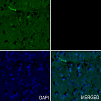 BAG6 Rabbit Monoclonal Antibody
