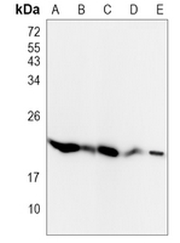 GPx-4 Rabbit Monoclonal Antibody