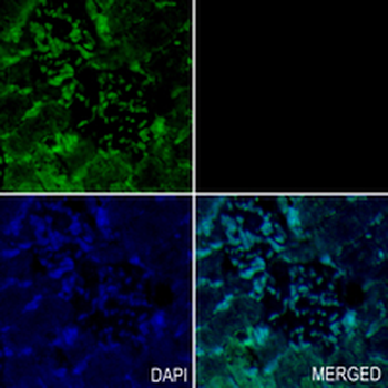 GPx-4 Rabbit Monoclonal Antibody