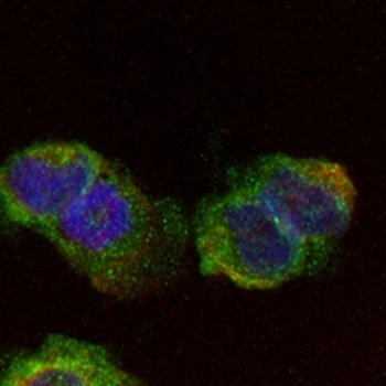 GPx-4 Rabbit Monoclonal Antibody