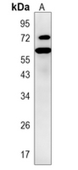 PGHS-2 Rabbit Monoclonal Antibody