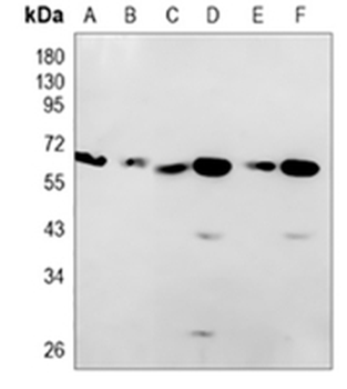 STIP1 Rabbit Monoclonal Antibody