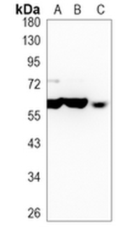 hnRNP I Rabbit Monoclonal Antibody