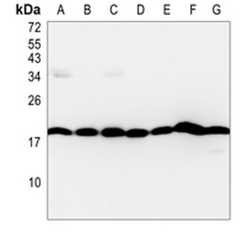 Cyclophilin B Rabbit Monoclonal Antibody