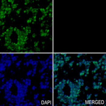 Fibrillarin Rabbit Monoclonal Antibody